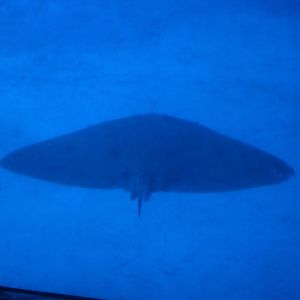 Japanese butterfly ray, February 2016