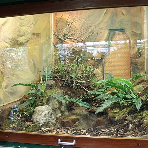 Enclosure Mangrove snake