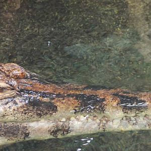 False gharial