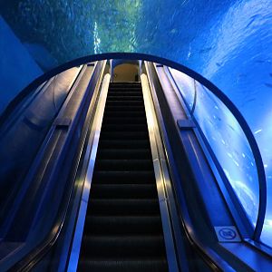 Escalator through Japanese ocean tank, February 2016