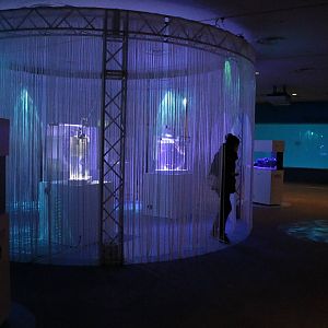 Invertebrate curtains, February 2016
