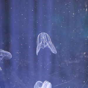 Comb jellies, February 2016