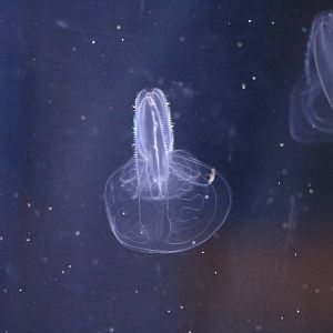 Comb jellies, February 2016