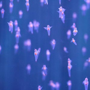 Sea angels, February 2016