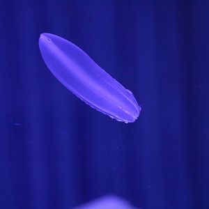 Comb jelly, February 2016