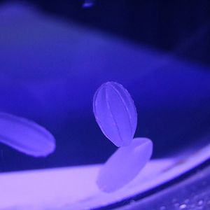 Comb jellies, February 2016