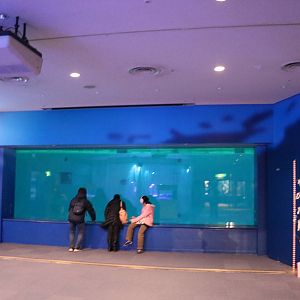 Stadium tank viewing window, February 2016