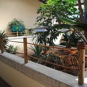 American Alligators Exhibit (indoors only)