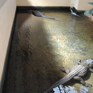 American Alligators Exhibit (indoors only)