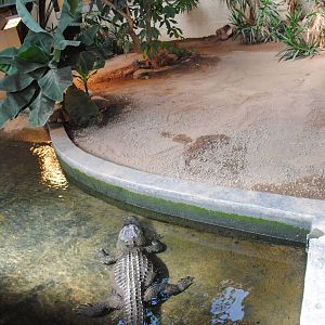 American Alligators Exhibit (indoors only)
