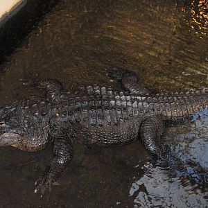 American Alligator