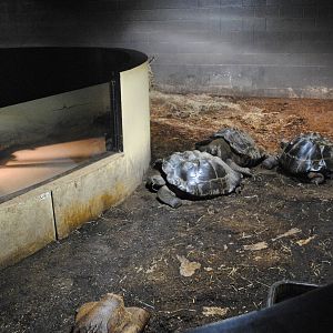 Winter Housing for Galapagos Tortoises in the Main Exhibit Gallery