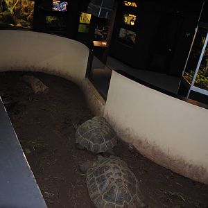 Winter Housing for Galapagos Tortoises in the Main Exhibit Gallery