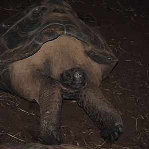 Galapagos Giant Tortoise