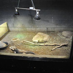 Winter Housing for Cuban Rock Iguana (Cyclura nubila) and Yellow-footed Tor