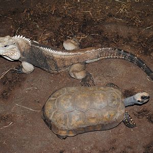 Cuban Rock Iguana and Yellow-footed Tortoise