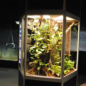Geckos Exhibit