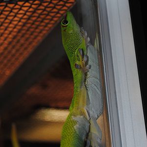 Giant Day Gecko