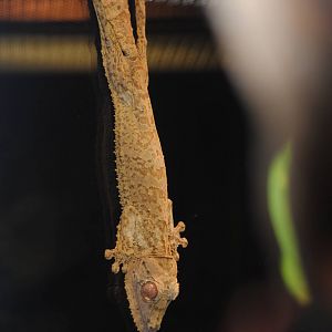 Giant Leaf-tailed Gecko
