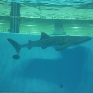 Whale shark in the stadium tank, February 2016
