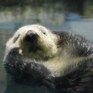 Sea otter, February 2016