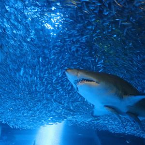 Sandtiger shark, February 2016