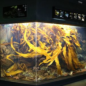 Japanese kelp (Kombu) exhibit, February 2016