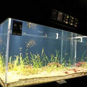 Seagrass tank, February 2016