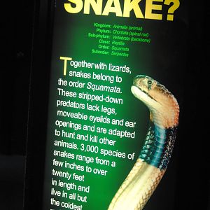 Poster in the Main Gallery