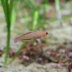 Whitegirdled goby, February 2016