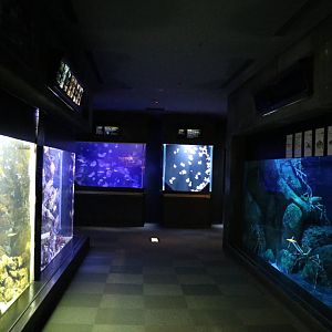 Japanese coastal tanks, February 2016