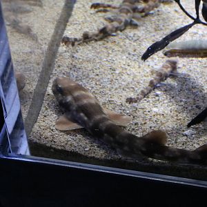 Cloudy catshark pups, February 2016