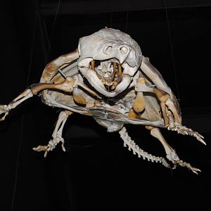 Turtle Skeleton (Main Galery)