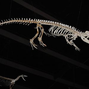 Crocodile Skeleton (Main Galery)