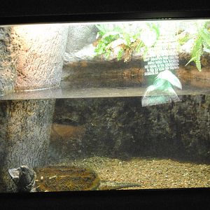 Alligator Snapping Turtle Exhibit (Main Gallery)