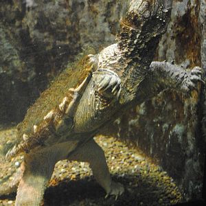 Alligator Snapping Turtle