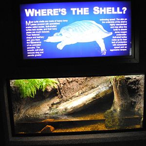 Florida Softshell Turtle Exhibit (Main Gallery)