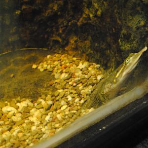 Florida Softshell Turtle