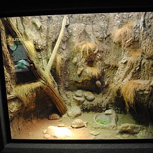Star Tortoises (Geochelone elegans) Exhibit (Main Gallery)