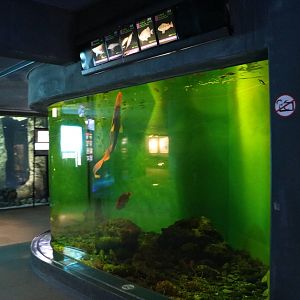 Goblin shark tank! February 2016