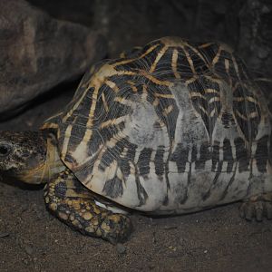 Star Tortoise