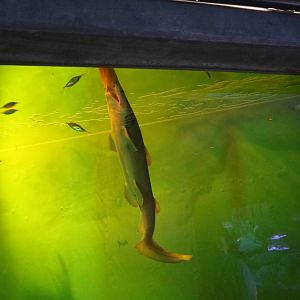 Goblin shark, February 2016