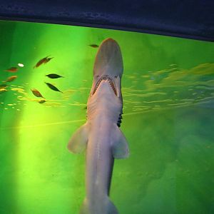 Goblin shark, February 2016