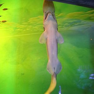 Goblin shark, February 2016