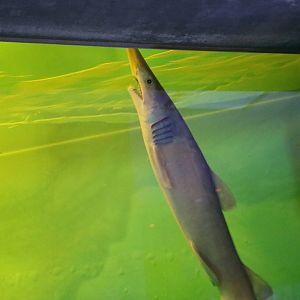 Goblin shark, February 2016