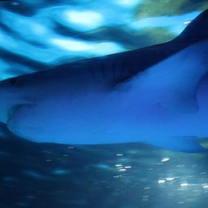 Tiger shark, February 2016