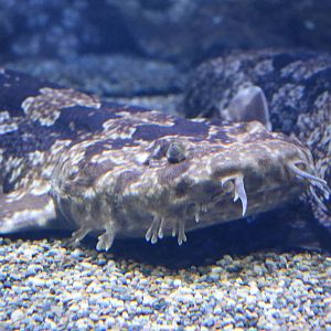 Japanese wobbegong, February 2016