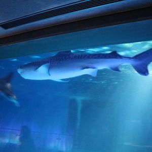 Tiger shark, February 2016