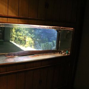 Electric eel tank, February 2016