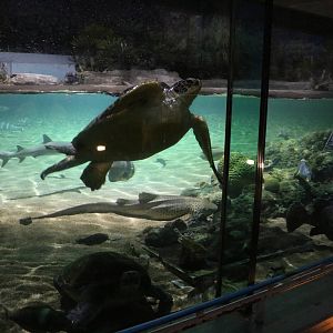 Green turtle in the shark lagoon, February 2016